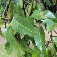 Ficus tsjakela Burm.f.